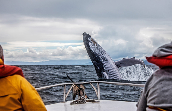 俄罗斯北极光之旅、寻找北极光、见极光、摩尔曼斯克 «拉伯兰的农村»-这是现代的旅游综合体、是观察北极光的理想场所。